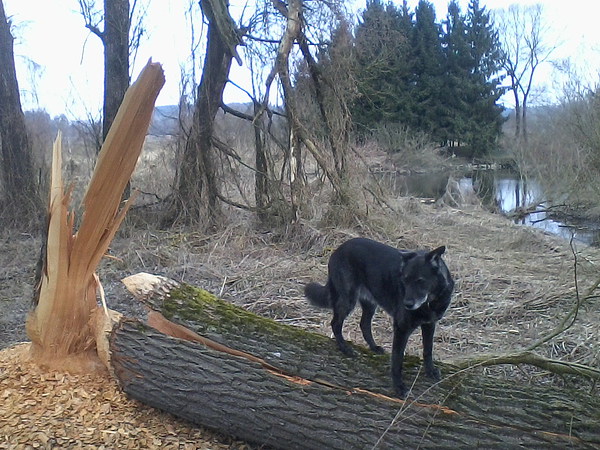 med_Tiiiiimber!.jpg (600 x 450)